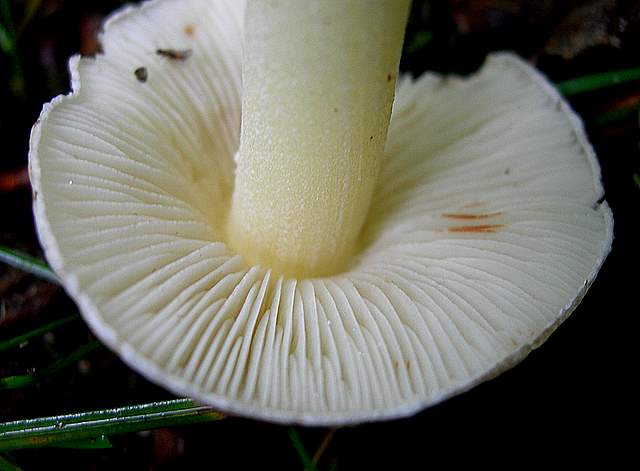 La  Flora  micologica  Alsaziana